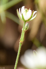 Sperguleae
