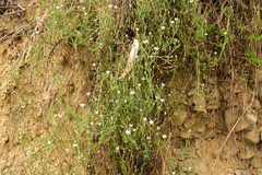 Sperguleae