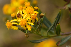 Senecio clivicola