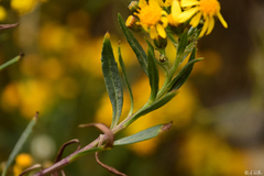 Senecio clivicola