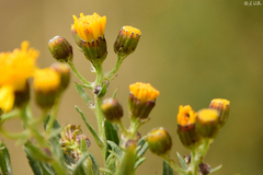 Senecio clivicola