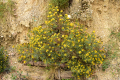 Senecio clivicola
