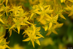 Sedum praealtum