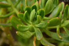 Sedum praealtum