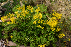 Sedum praealtum