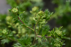 Lepidium bipinnatifidum