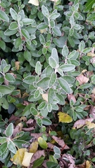 Brachyglottis × jubar