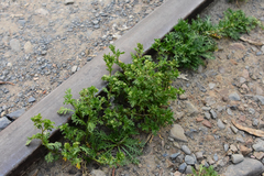 Lepidium bipinnatifidum