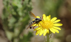 Mitrodetus dentitarsis