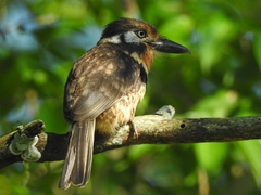 Hypnelus ruficollis