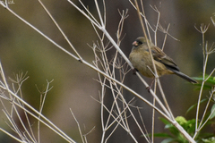 Catamenia