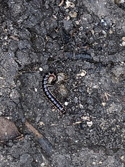 Orthoporus texicolens