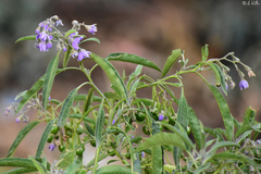 Solanum nitidum
