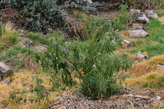 Solanum nitidum