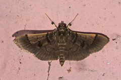 Omiodes surrectalis