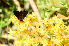Metardaris cosinga