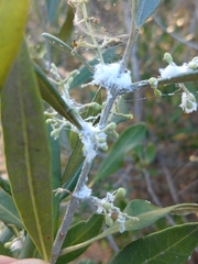 Euphyllura olivina