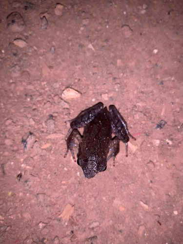 Megophrys major, 2025-08-24