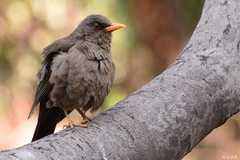 Turdus chiguanco