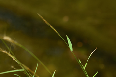 Pogonatherum crinitum