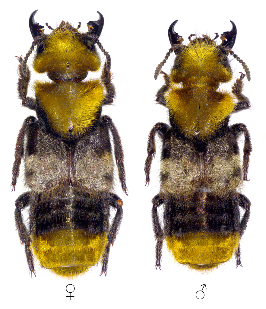 Pride of Kent Rove Beetle
