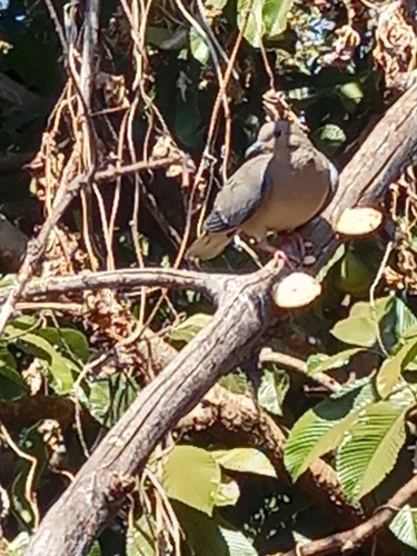 Eared Dove