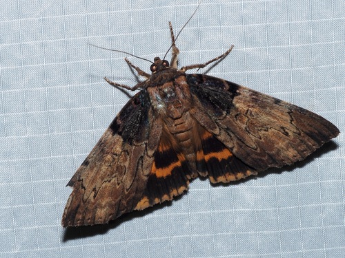 Clouded Underwing photo 5