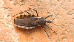 Triatoma gerstaeckeri