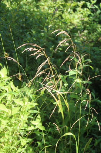 Festuca extremiorientalis iNat (3)