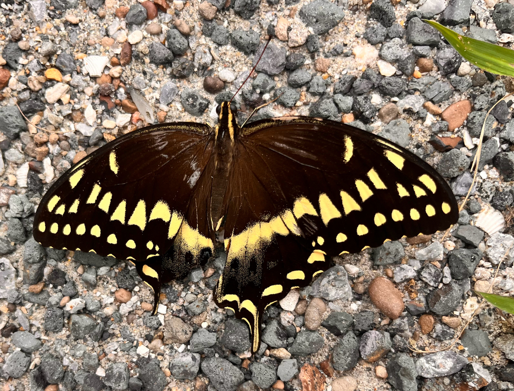 American Palamedes Swallowtail