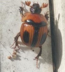 Bolbocerosoma confusum
