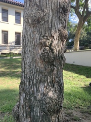 Jacarandeae