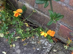 Viola × wittrockiana