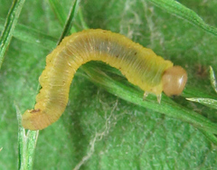 Dolerus vestigialis