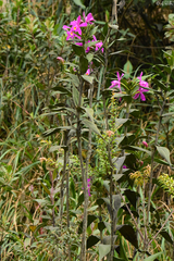 Sobralia boliviensis