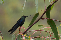 Pterophanes cyanopterus