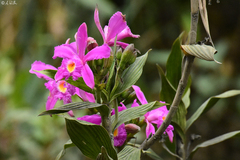 Sobralia boliviensis