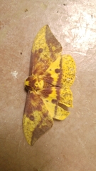 Eacles imperialis decoris