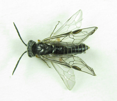Dolerus vestigialis