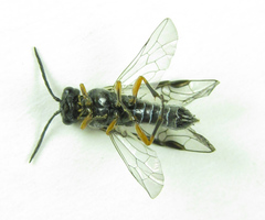Dolerus vestigialis