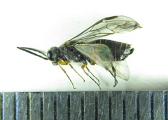 Dolerus vestigialis