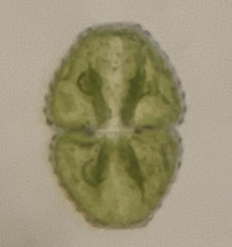 Cosmarium ochthodes