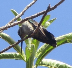 Eugenes fulgens