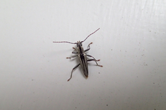 Navomorpha sulcata