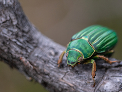Chrysina adelaida
