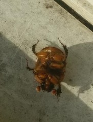 Bolbocerosoma confusum