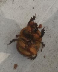 Bolbocerosoma confusum