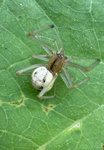Common candy-striped spider