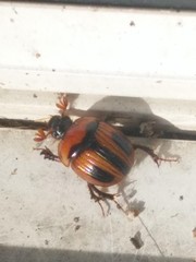 Bolbocerosoma confusum