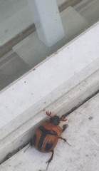 Bolbocerosoma confusum